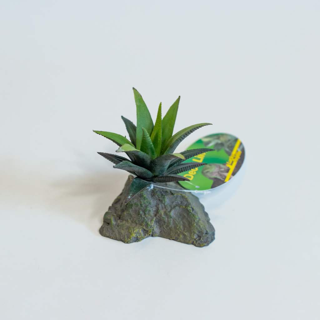 Lucky Reptile Sukkulente